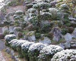 春の雪