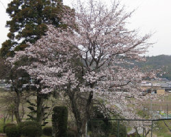 門前の桜